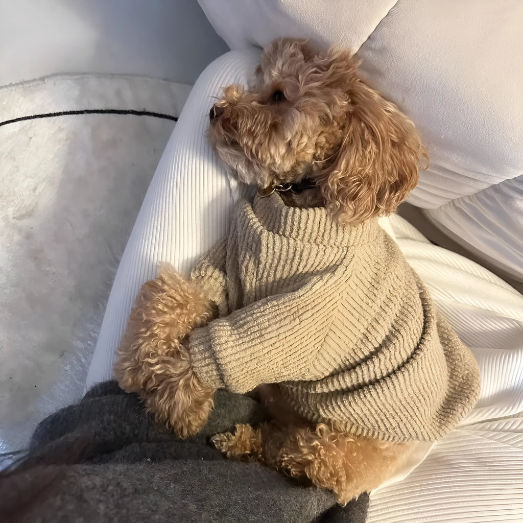 Brown knitted dog sweater jumper on a small dog, showing casual pullover design.