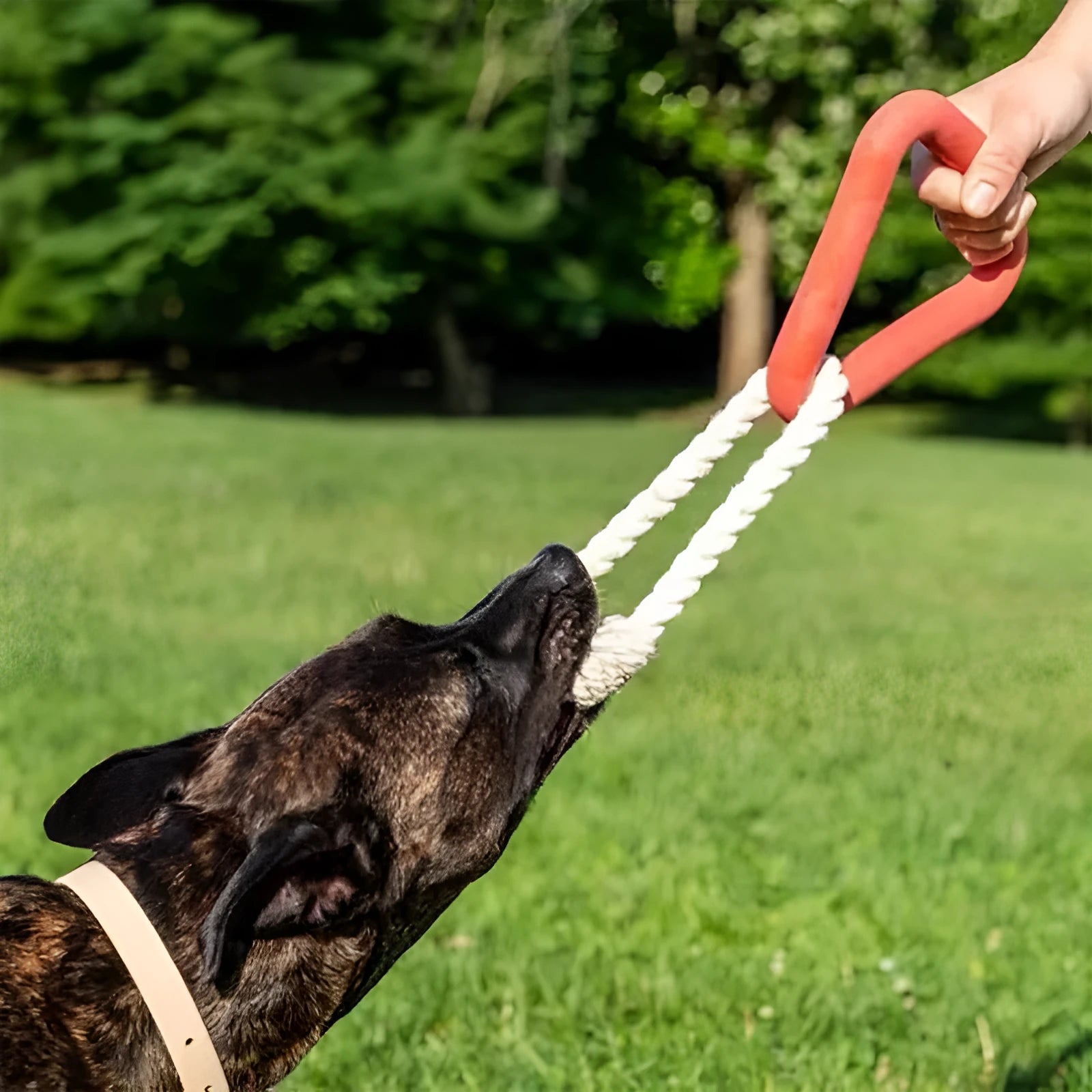Large triangular braided cotton rope dog pull ring toy in beige, pink, or purple.