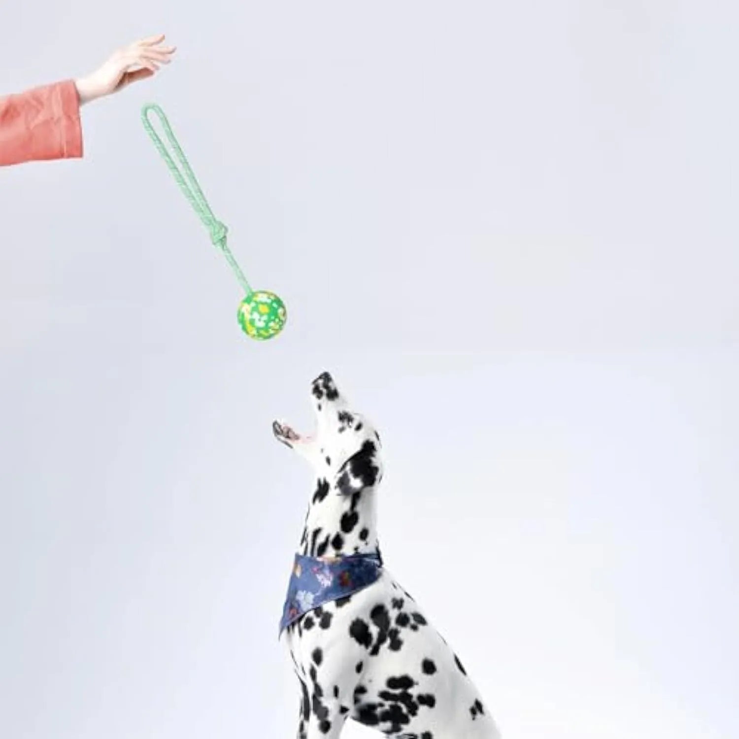 Natural rubber dog ball toy with a blue nylon rope attached for fetch and tug games.
