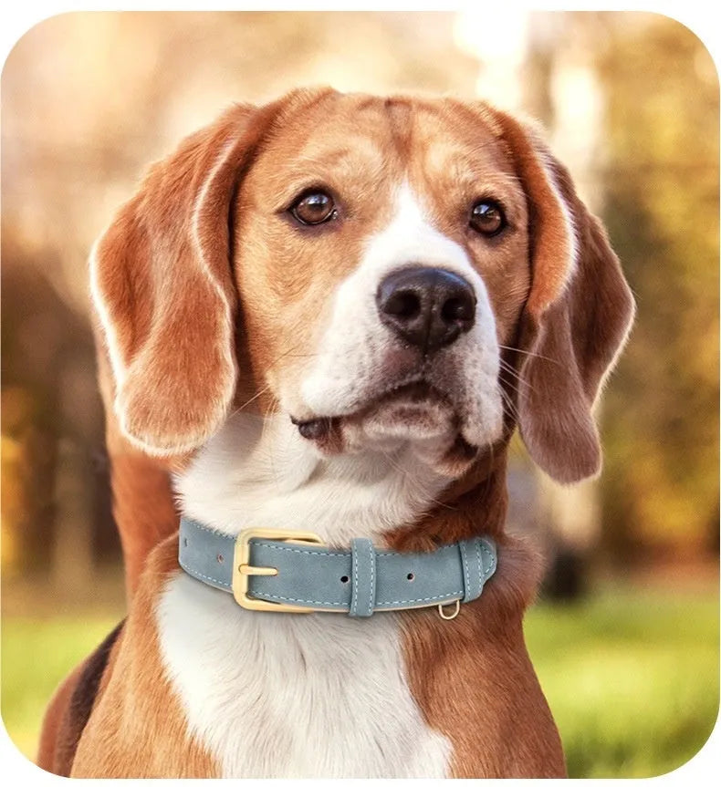 A brown double-layer leather dog collar with a matching lead, shown with size tags S, M, L, XL.