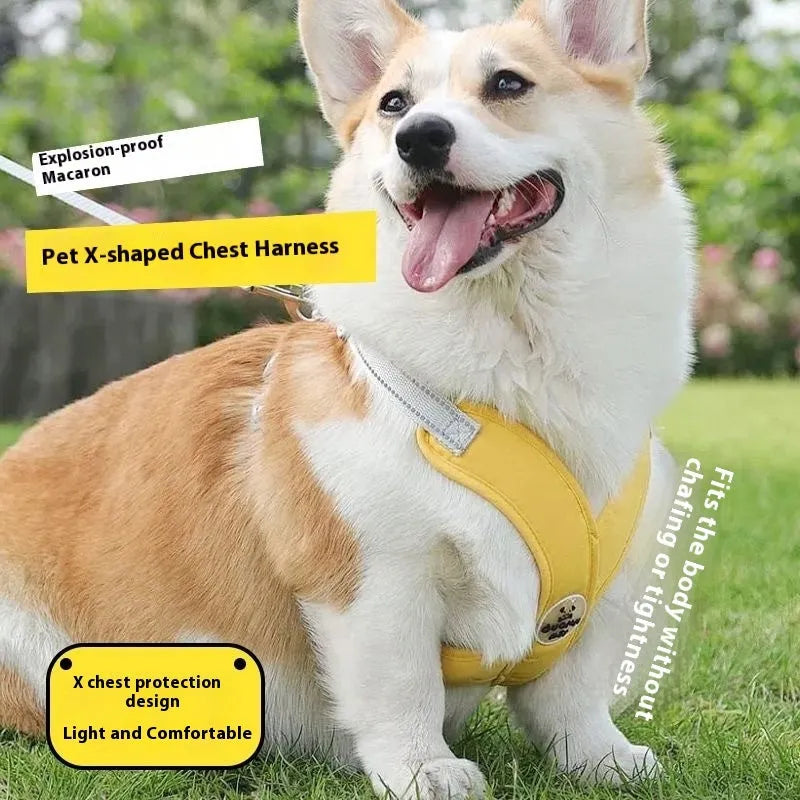Blue polyester dog harness vest with an attached hand-holding rope on a medium-sized dog.