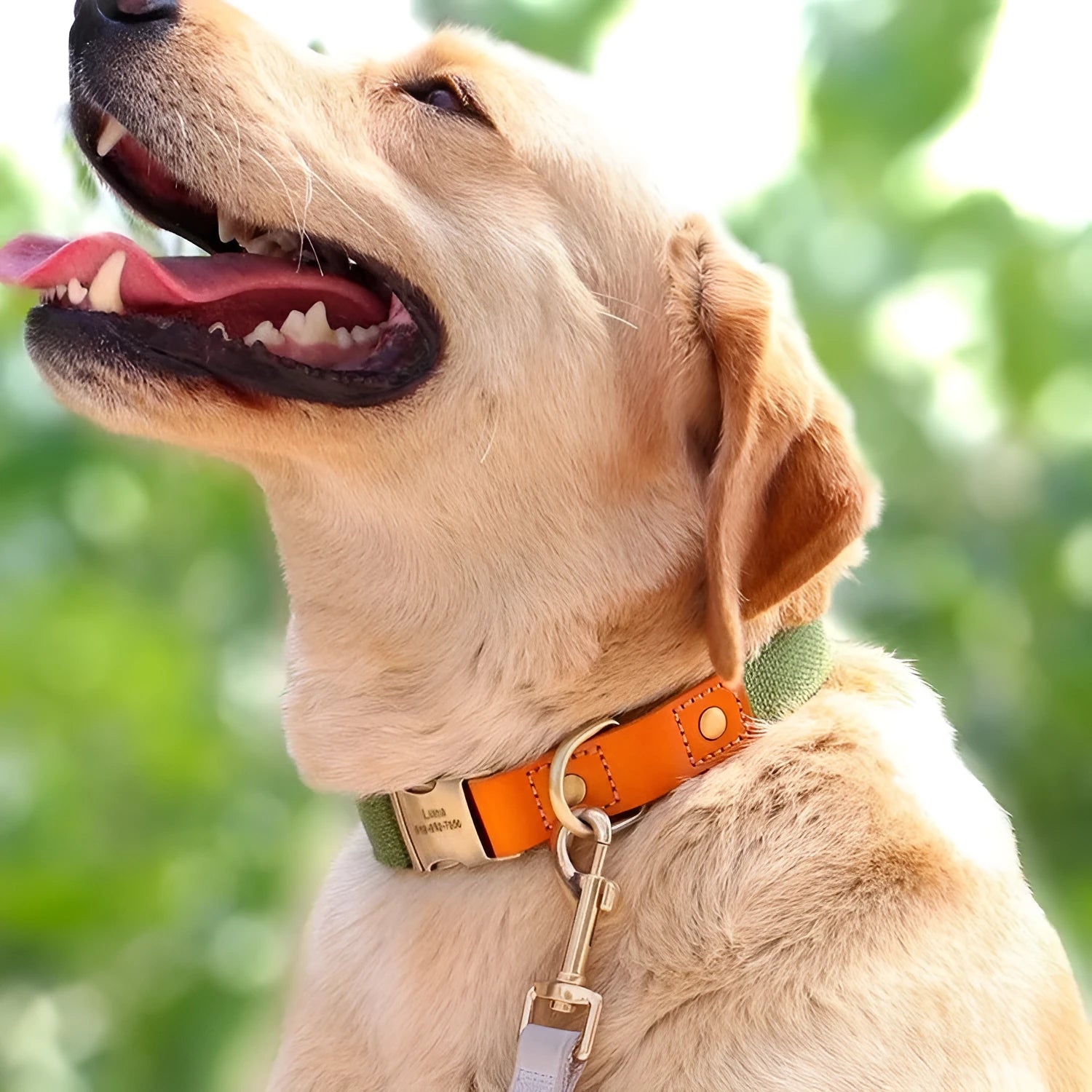 Small dog mohair collar and traction rope set in six colour options with adjustable sizing
