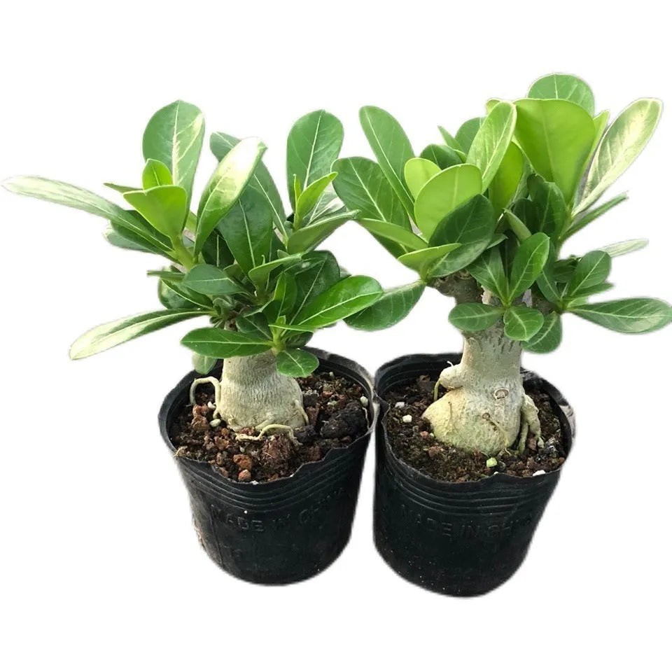 Bare root Desert Rose succulent seedlings ready for potting