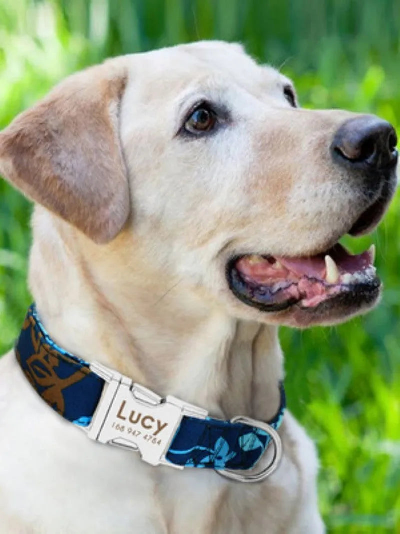 Adjustable polypropylene dog collar with plastic buckle in three colour options