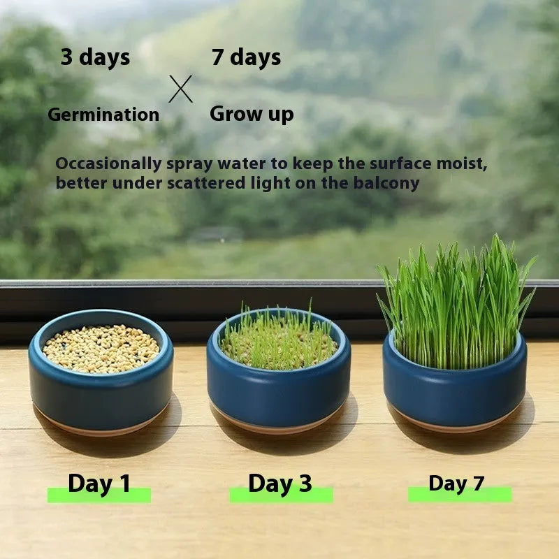 Blue hydroponic cat grass kit with seeds and a reusable growing cup