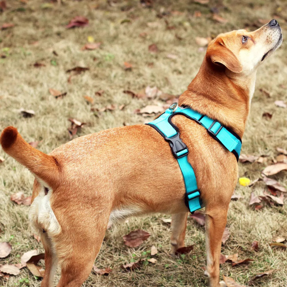 Mesh I-shaped reflective dog harness in blue with polyester rope on white background
