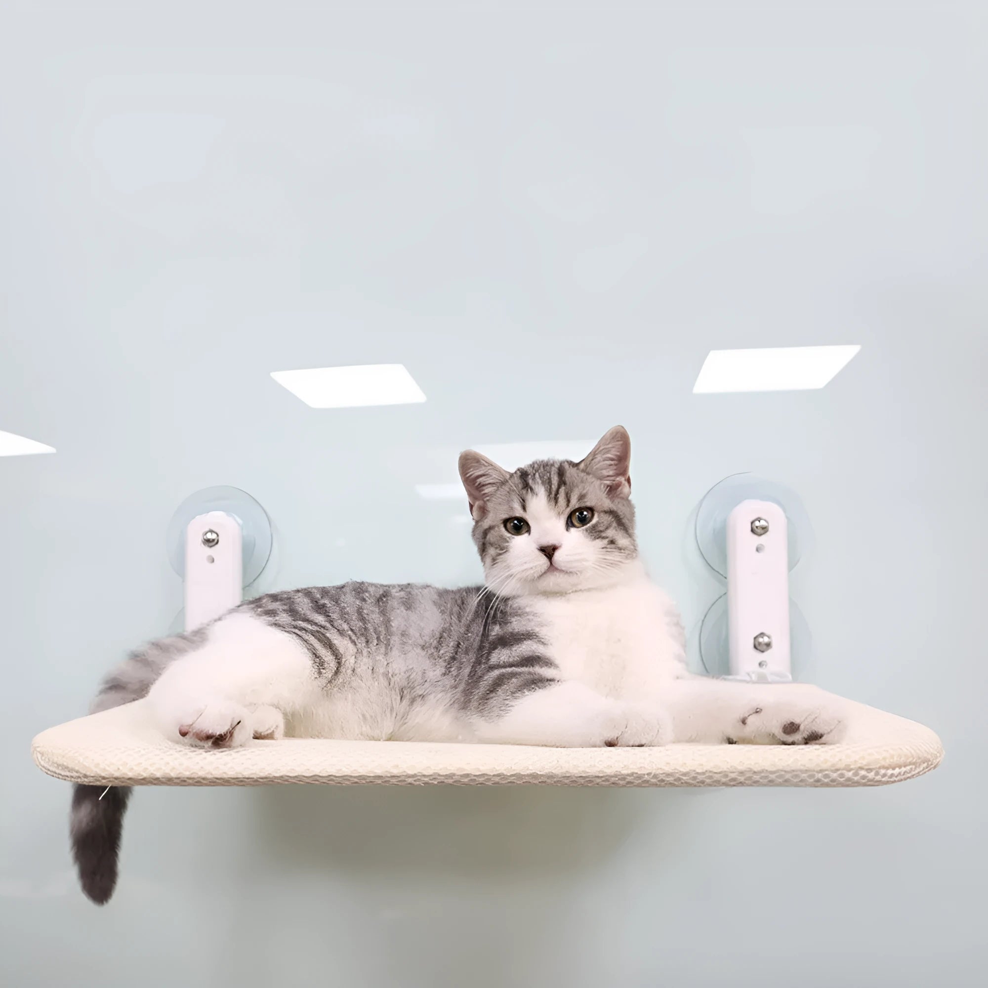 Stainless steel cat window hammock with suction cups attached to glass