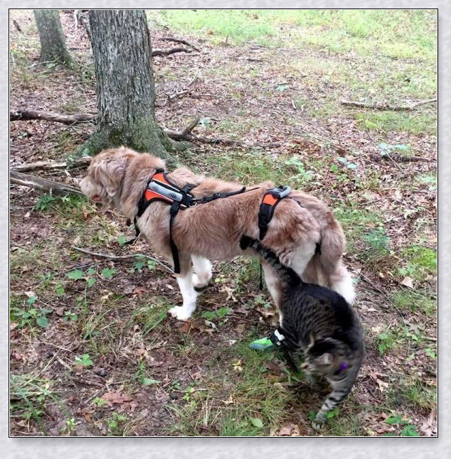 A multi-functional full-body dog lifting harness with long handles for easy support and assistance