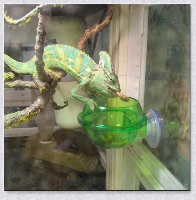 Versatile Chameleon Feeding System with suction cups, soft pad, and hard cover for secure attachment to glass enclosures