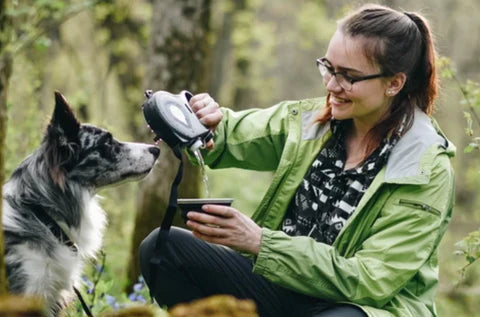 Durable multi-functional dog leash with built-in water bottle, collapsible bowl, waste bag dispenser, and hook for used bags