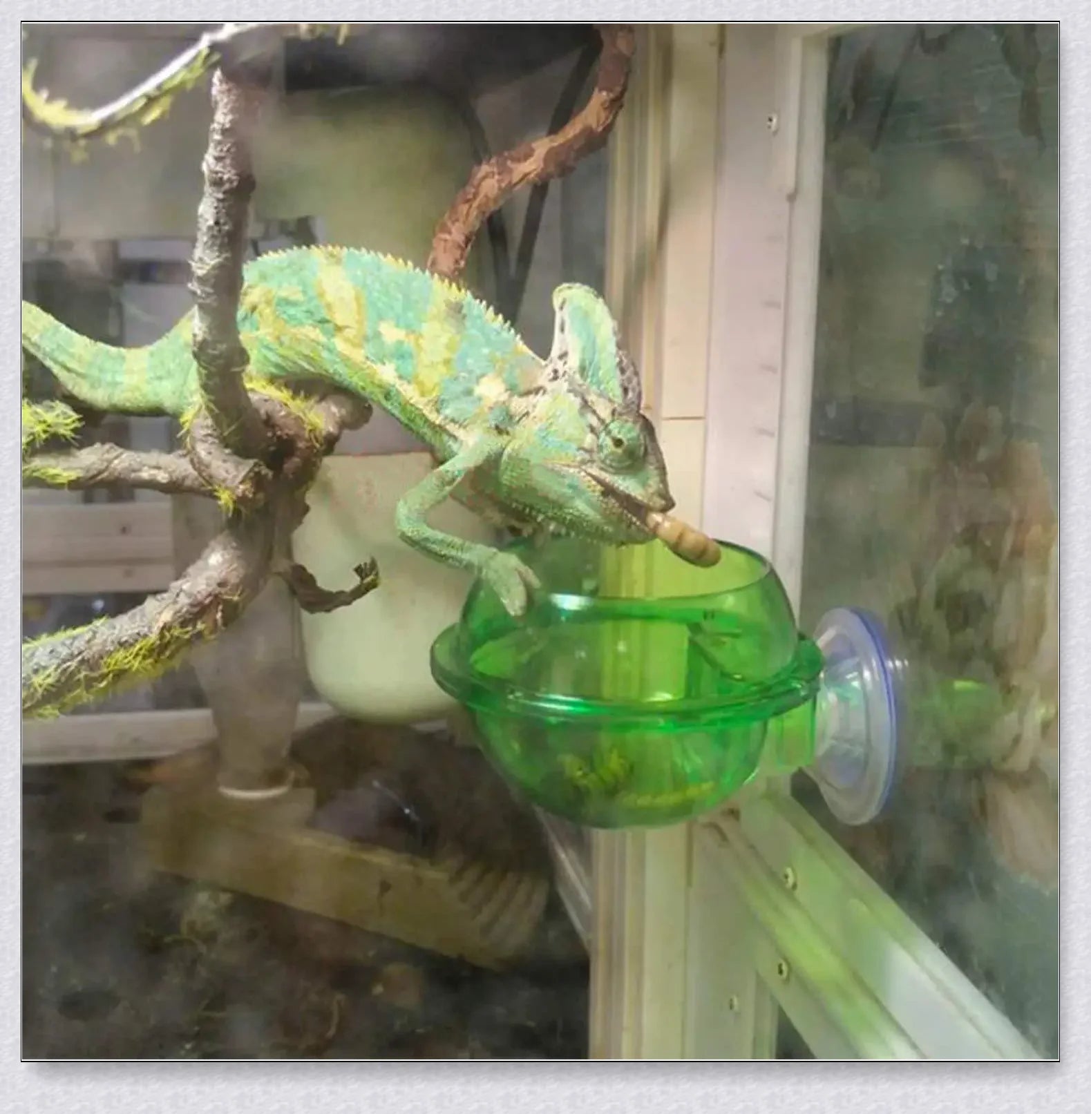 Versatile Chameleon Feeding System with suction cups, soft pad, and hard cover for secure attachment to glass enclosures