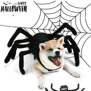 Adorable Kiwi dog dressed in a spooky spider costume, perfect for Halloween celebrations