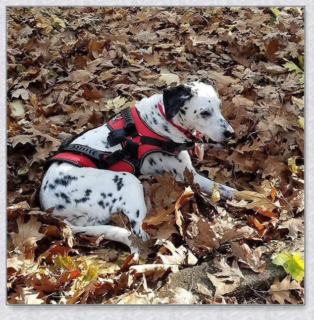 A multi-functional full-body dog lifting harness with long handles for easy support and assistance