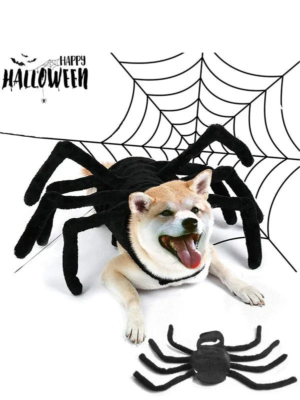 Adorable Kiwi dog dressed in a spooky spider costume, perfect for Halloween celebrations