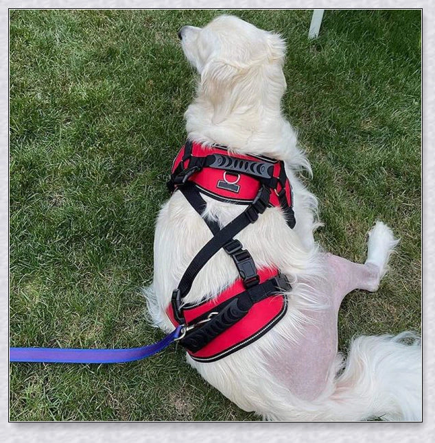 A multi-functional full-body dog lifting harness with long handles for easy support and assistance