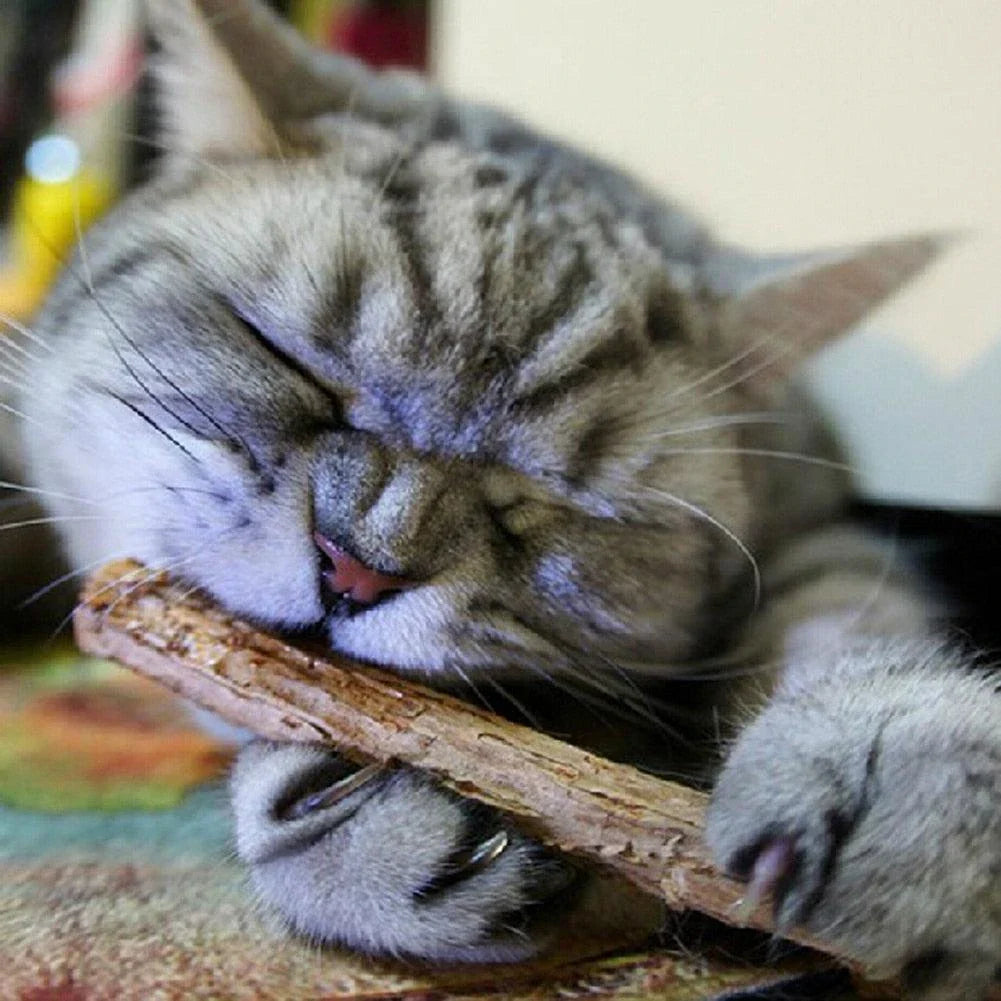 Catnip-infused dental care sticks that encourage cats to enthusiastically participate in teeth brushing for optimal oral hygiene